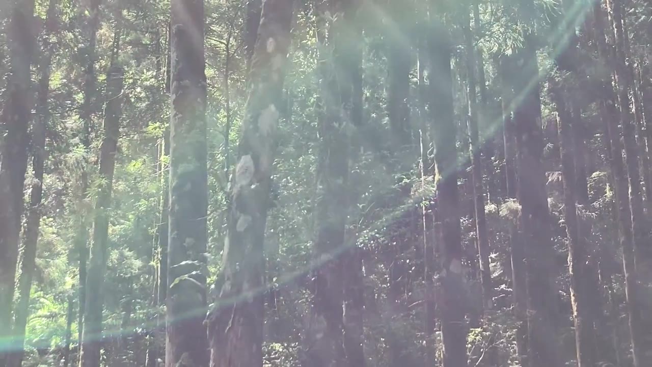 아치형 숲 영상과 따뜻한 종이색, 큰 명조체로 표현한 대화의 공간.